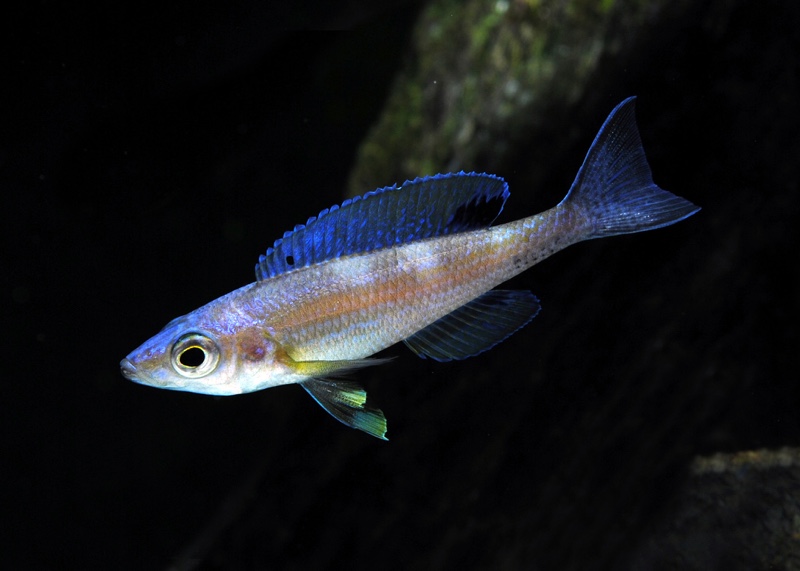 Cyprichromis leptosoma 'Malasa'